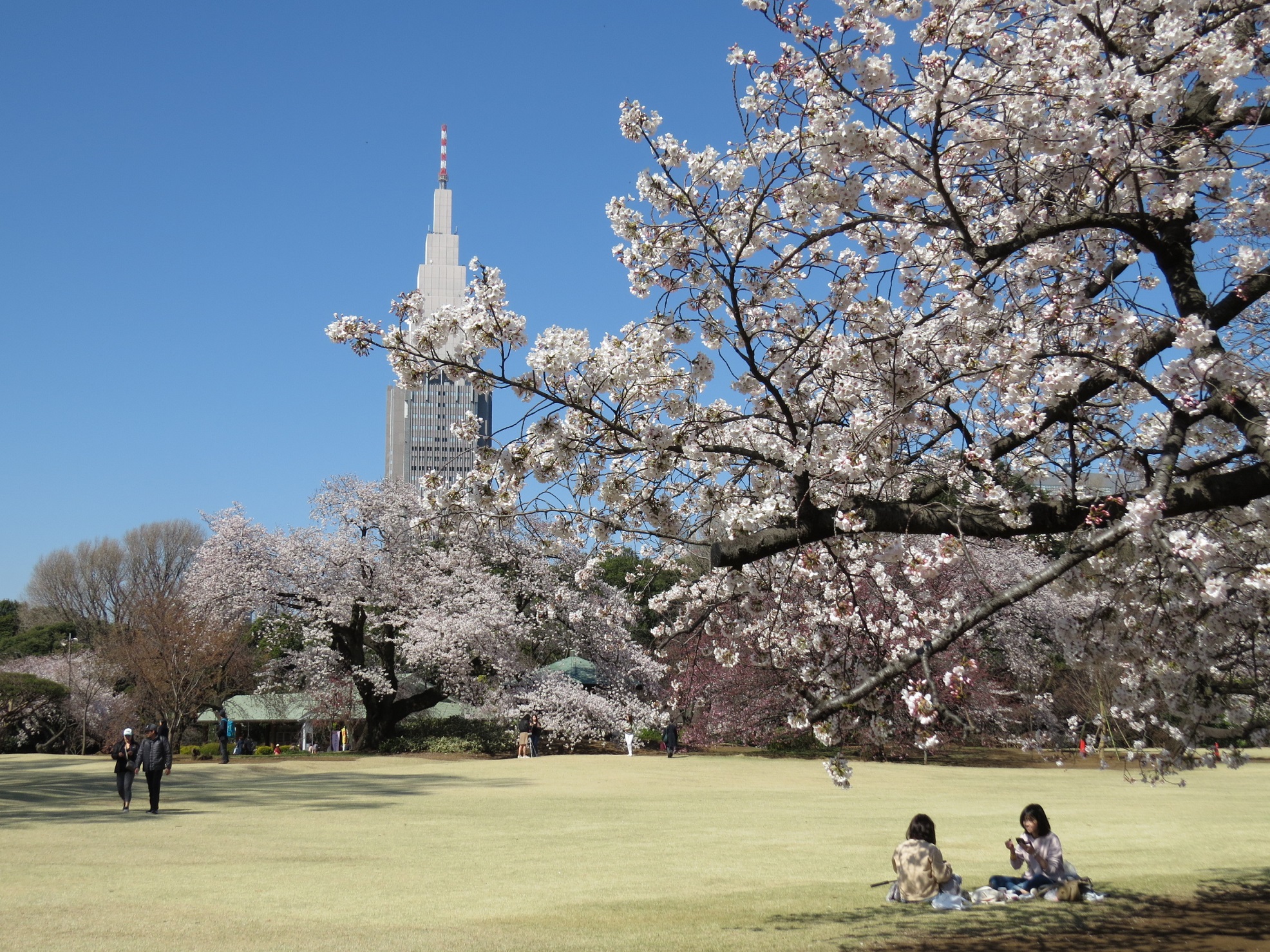 Hoa anh đào nở tại Shinjuku Gyoen